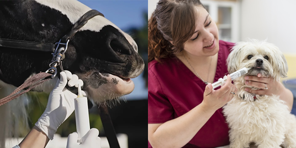 blog veterinary oral paste syinges horse feeding 1